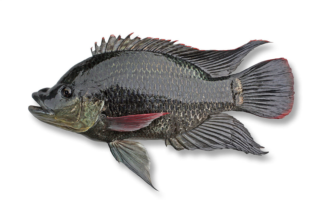 Mozambique Tilapia