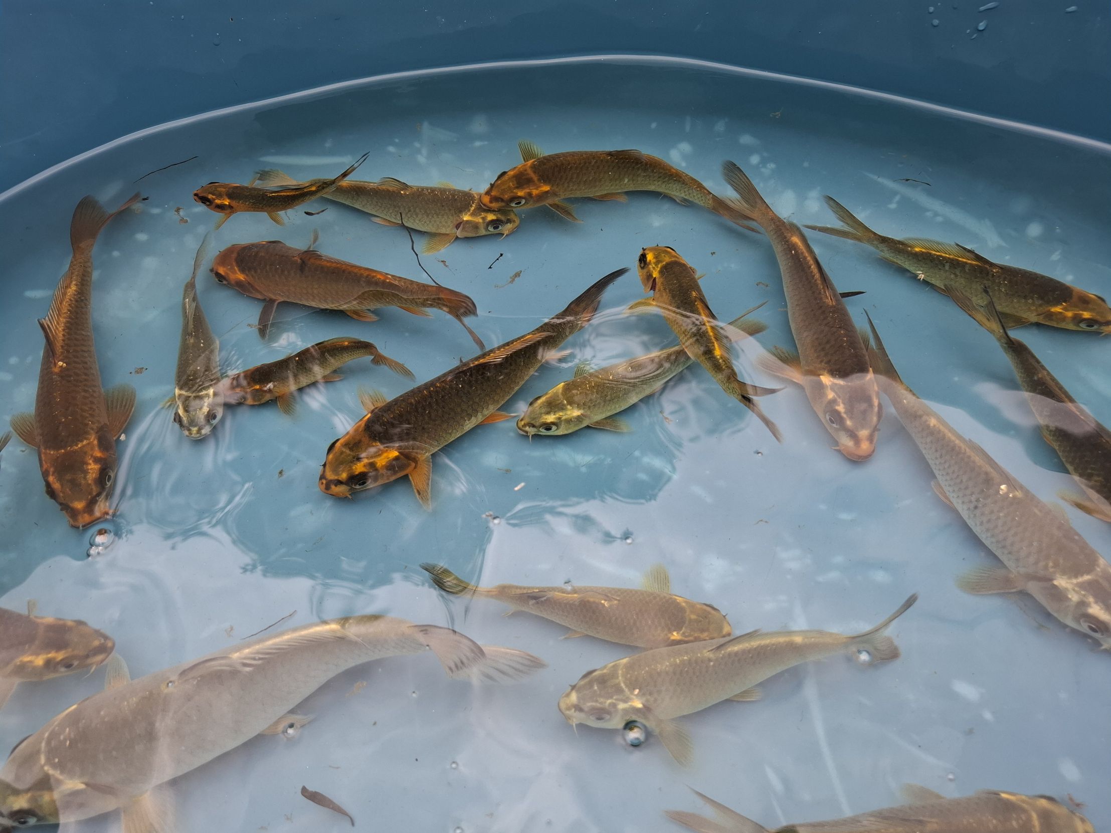 Photo of ghost koi posted on zeekoevalleyfarms.co.za
