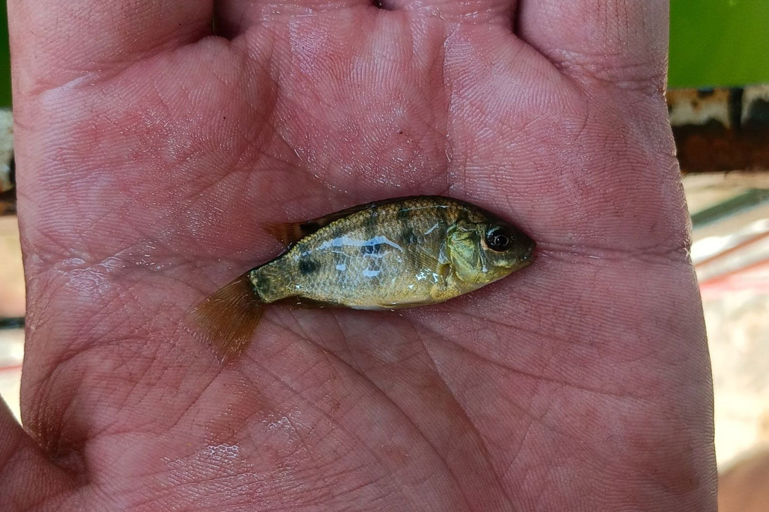 Photo of a Mozambique Tilapia Fingerling posted on zeekoevalleyfarms.co.za