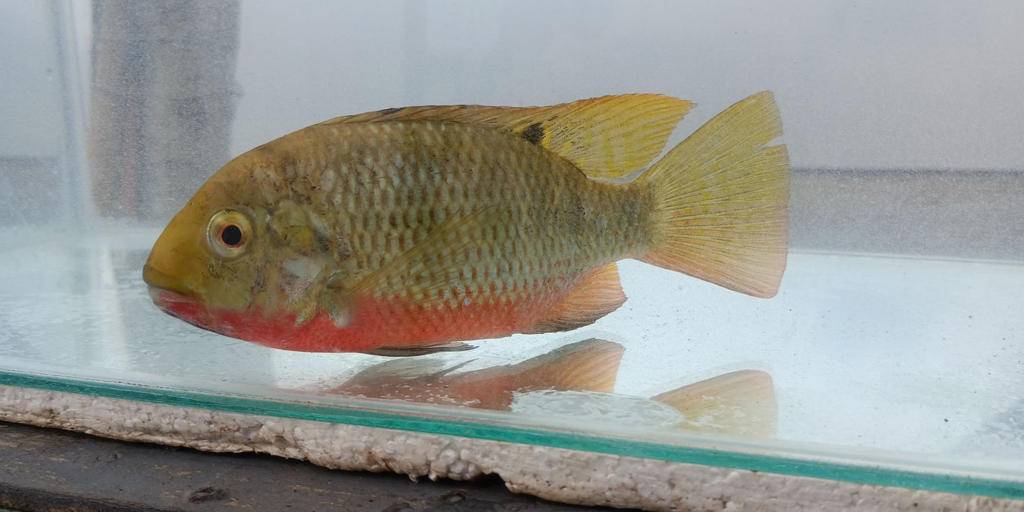 Photo of a female Red breast tilapia posted on zeekoevalleyfarms.co.za