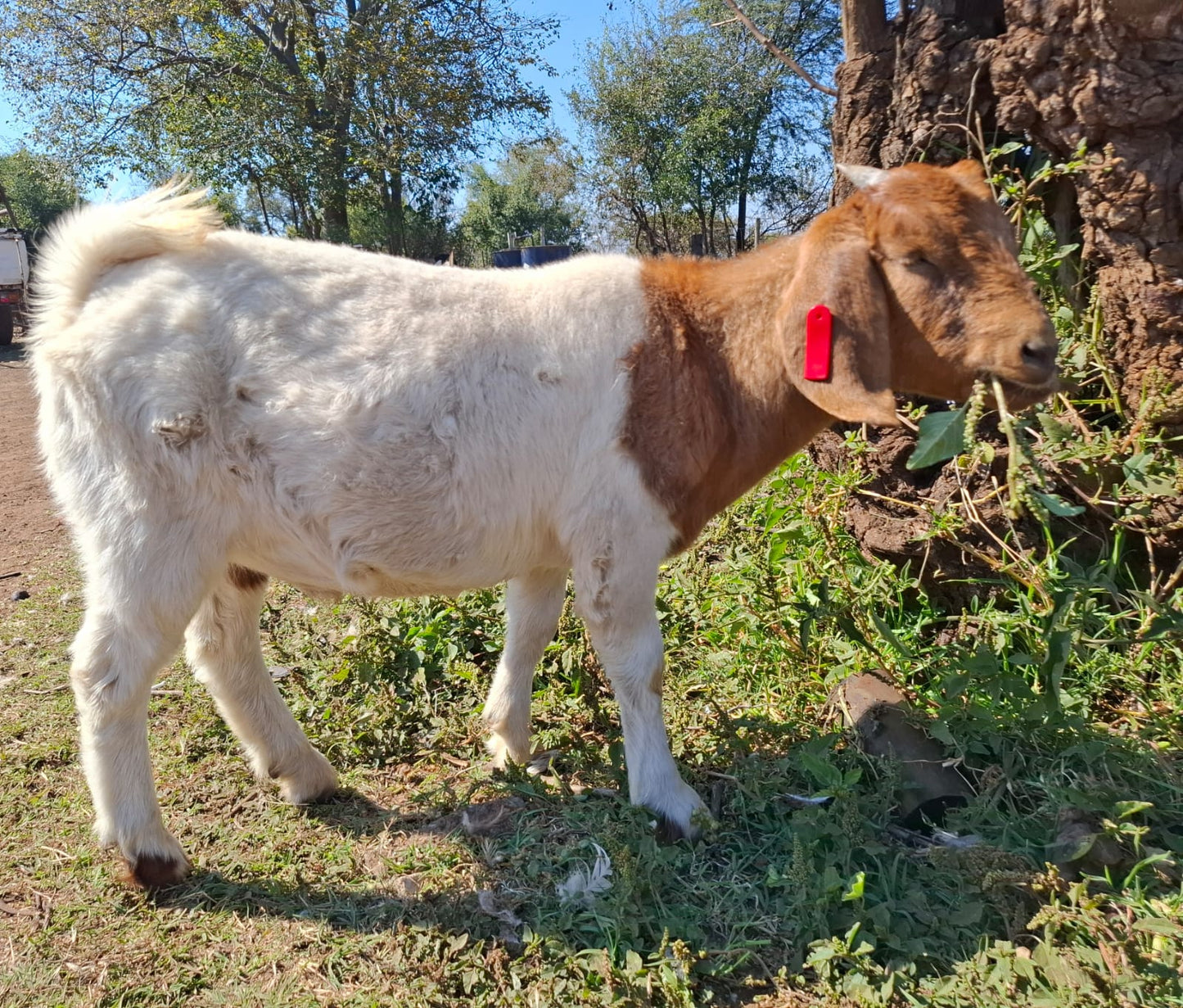 Male Goats (Castrated/Kapater)