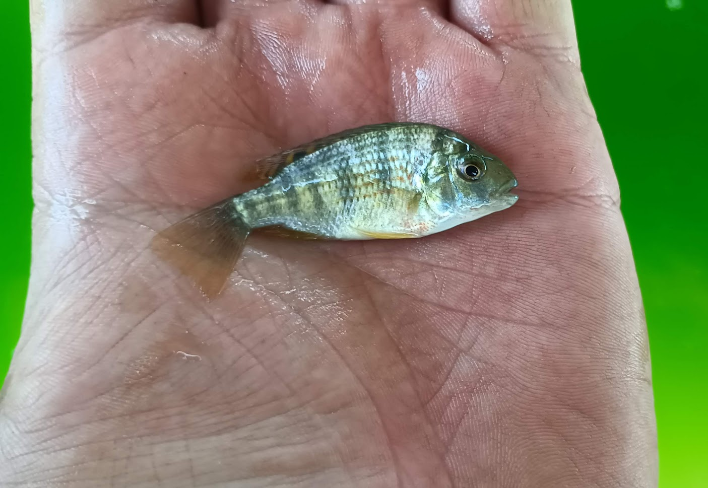 Photo of a Red breast tilapia fingerling posted on zeekoevalleyfarms.co.za