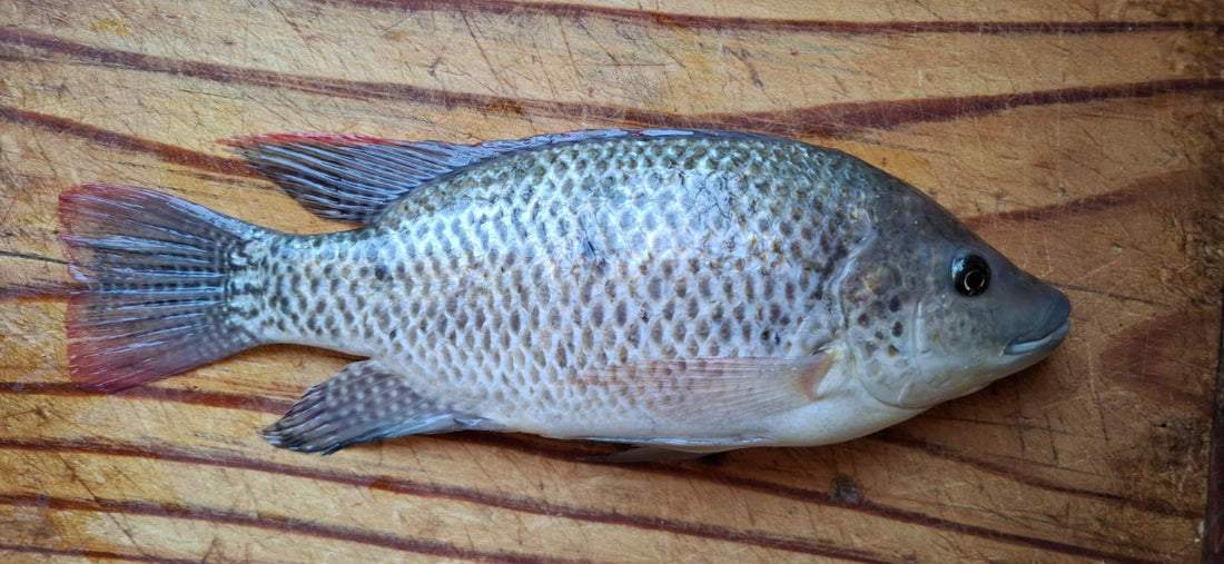 Mozambique Tilapia