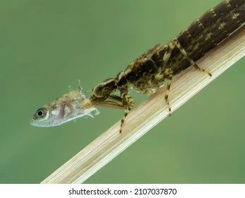 Image of an Dragonfly Nymph eating a small fish.