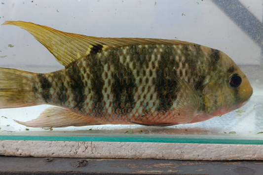 Redbreast Tilapia