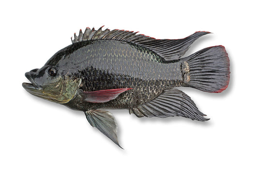Mozambique Tilapia