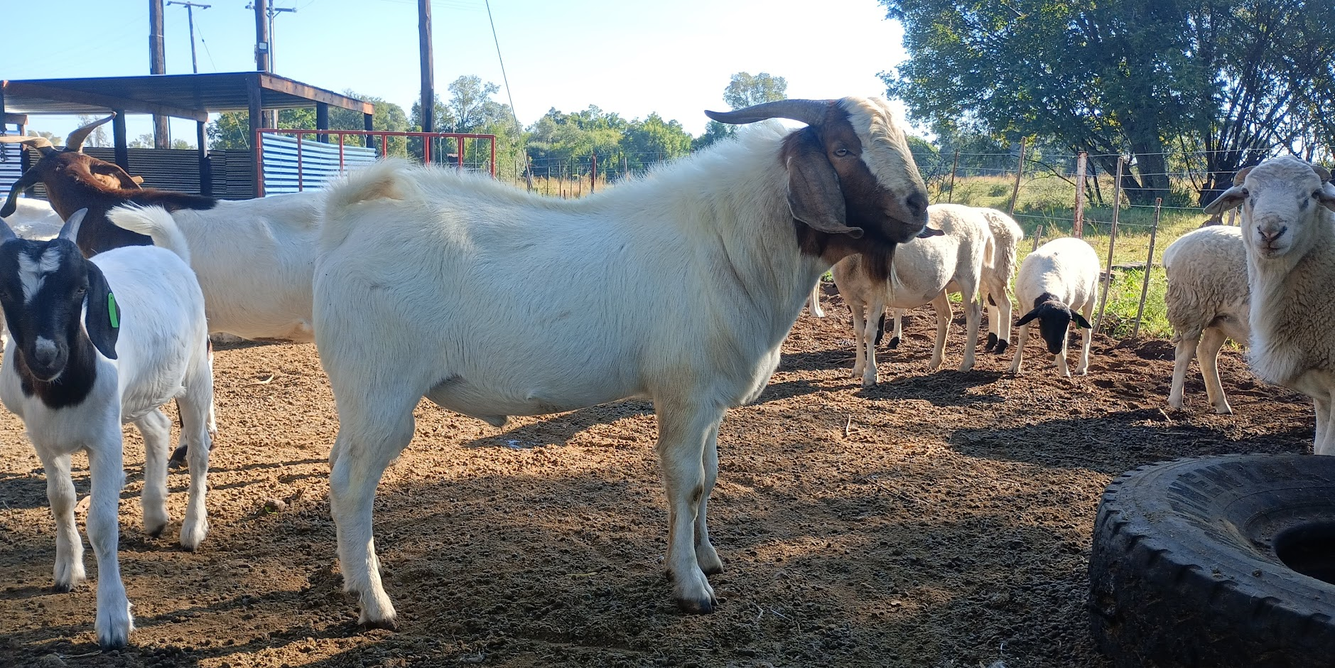 Livestock – Zeekoevalley Farms