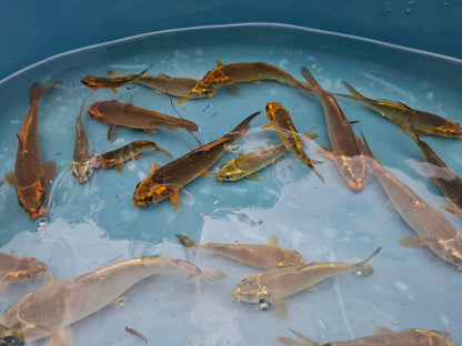 Photo of ghost koi posted on zeekoevalleyfarms.co.za