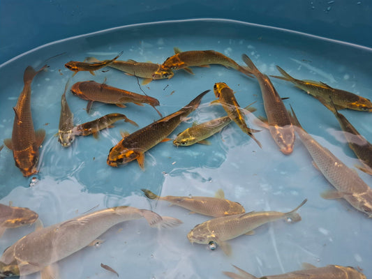Photo of ghost koi posted on zeekoevalleyfarms.co.za