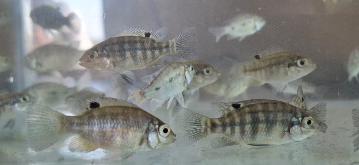 Mozambique Tilapia fingerlings for sale - aquaponics and pond fish South Africa