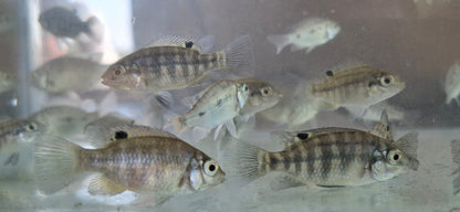 Mozambique Tilapia fingerlings for sale - aquaponics and pond fish South Africa