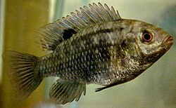 Banded Tilapia Fingerlings (New Stock Coming Soon)