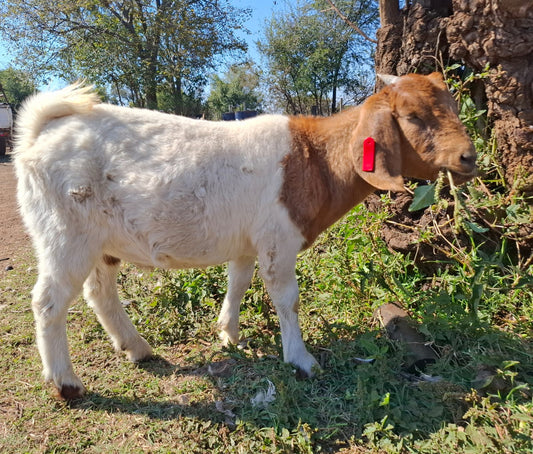 Male Goats (Castrated/Kapater)