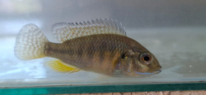 Banded Tilapia Fingerlings