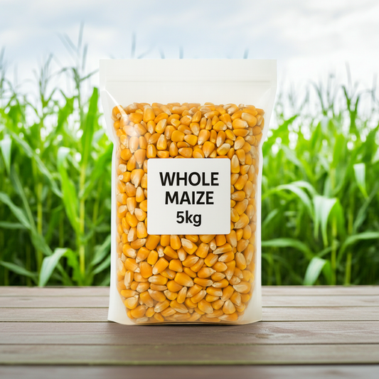Whole Maize for Animal Feed | Poultry, Pigeons & Livestock