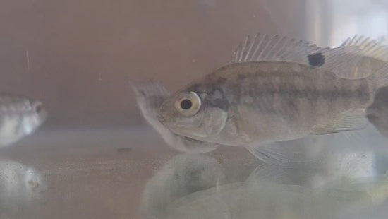 Mozambique Tilapia fingerlings for sale - aquaponics and pond fish South Africa
