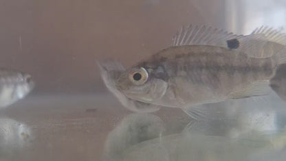Mozambique Tilapia fingerlings for sale - aquaponics and pond fish South Africa