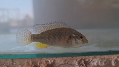 Banded Tilapia Fingerlings