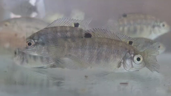 Mozambique Tilapia fingerlings for sale - aquaponics and pond fish South Africa
